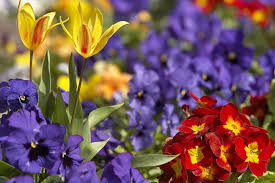 We did not find results for: Spring Flowers Red Pansies Purple Flowers Yellow Spring Hd Wallpaper Peakpx
