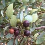 Image result for Euclea crispa