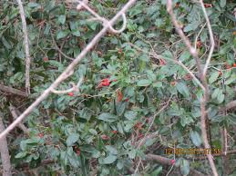 Image result for Drypetes gerrardii