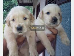 Labrador dog price in sri lanka. Funny Golden Retriever Puppies For Sale In Sri Lanka 2018 L2sanpiero