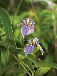 Helen And Brice Marden S Caribbean Hotel Slide Show Garden Design Magazine Garden Design Caribbean