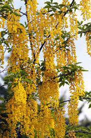 We did not find results for: Laburnum Golden Rain Tree Care Growing Tips Horticulture