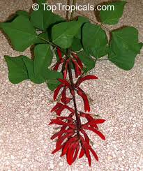 Image result for Erythrina livingstoniana