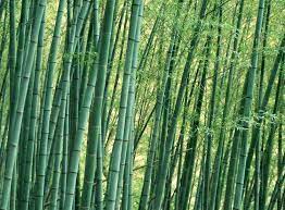Bamboo (countable and uncountable, plural bamboos). Bamboo Meets Craft Brew Inbar