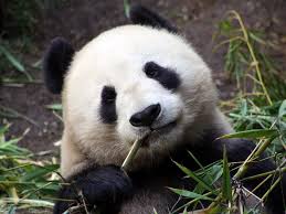 National Wildlife Day Endangered Animals Endangered Species Endangered