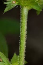 Image result for Acalypha segetalis