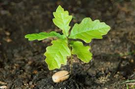 Allow Dark Oak Trees To Grow By Planting A Single Sapling (A Small And  Simple Idea) - Suggestions - Minecraft: Java Edition - Minecraft Forum -  Minecraft Forum