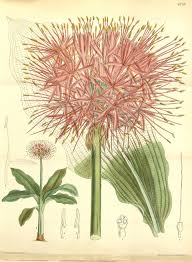 Image result for Scadoxus multiflorus
