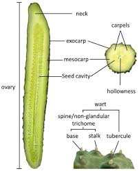 Image result for Cucumis humifructus