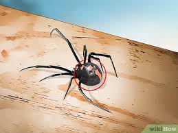 Make sure your home & yard is protected from spiders and other poisonous pests with help from orkin. 10 Ways To Identify A Black Widow Spider Wikihow