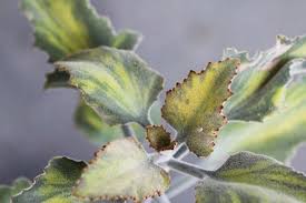 The Variegation On My Kalanchoe Beharensis Is Realllly Poppin And Im Almost Done Editing A New Video Demo On A Fun Proje Succulents Fun Projects Plant Leaves
