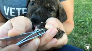 how to trim puppy nails you