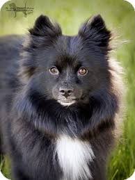 American Eskimo Dog Black And White Charlie Adopted Adopted Dog Nine Mile Falls Wa American Eskimo Dog Schipperke Mix American Eskimo Dog Mix American Eskimo Dog Dog Mixes