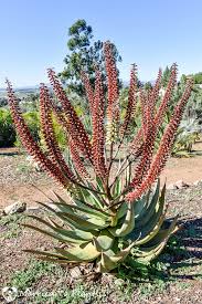 Image result for Aloe tauri