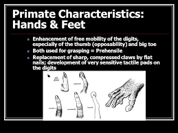Slide 11 Jpg 960 720 Get A Grip Tactile