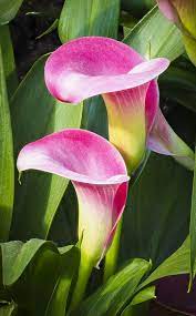 Pin On Calla Lilies