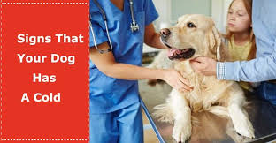 Signs That Your Dog Has A Cold Petxu Dog Cold Symptoms Dog Sneezing Dogs