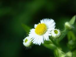 You can also send these to your lover, girlfriend, or boyfriend. Nature Flower Wallpapers Wallpaper Cave