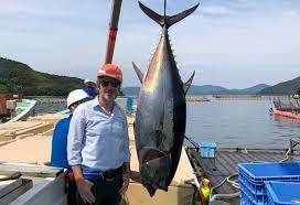 Japan is both the biggest consumer and the leader in tuna farming research. Bonafide Pacific Bluefin Tuna Full Cycle Aquaculture