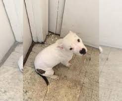 These spots can cover the entire dog's coat or simply appear around one of the dog's eyes. View Ad American Pit Bull Terrier Puppy For Sale Near New Jersey Newark Usa Adn 159637