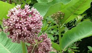 8 Plants That Are Toxic To Livestock Hobby Farms