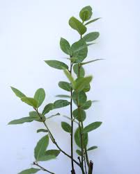 Image result for bay leaf bush foto