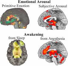 From the bible, as well as from observing both man and animals, it can be seen that there is a vast difference between the two. Evolution Of Consciousness Phylogeny Ontogeny And Emergence From General Anesthesia Pnas