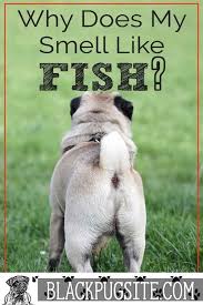 Pin On Dog Grooming Tips