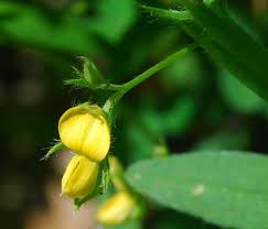 Image result for Crotalaria misella
