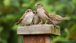 Read our reviews of the best squirrel proof bird feeders, updated for 2021. How To Attract Sparrows To Your Yard 10 Best Tips