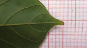 Image result for Macropsychanthus