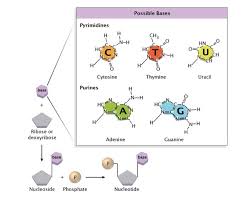 The hydrogen bonds between the base pairs form the double helical structure of dna. Discovery Of Dna Double Helix Watson And Crick Learn Science At Scitable