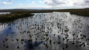Safeguarding and restoring wetlands for people and nature. World Wetlands Day Igb