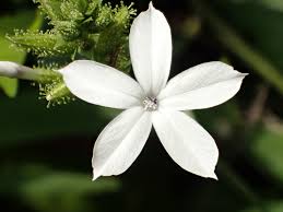Image result for Plumbago zeylanica