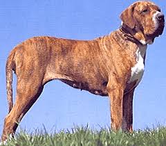 Canil De Mastim Napolitano Em Sp Pin Em Dog Breeds