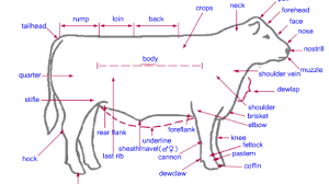 anatomy of beef cattle beef2live eat beef live better