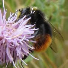 Image result for Bombus cingulatus
