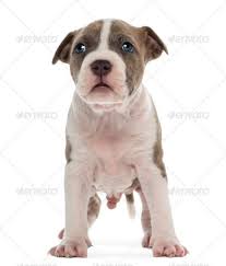 I will start taking deposits of $100 that is non refundable now. Pitbull Puppies For Sale Flint Mi Pitbull Puppies For Sale Facebook