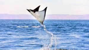 Via middle english, borrowed from old french rai, from latin radius (staff, stake, spoke). Mobula Ray