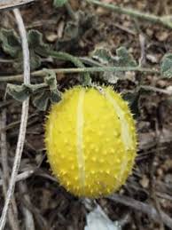 Image result for Cucumis prophetarum