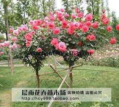 Flower tree rose rose flower rose tree flower tree flowers roses high definition picture picture quality exquisite pictures practical picture printing application bouquets petals love high definition pictures creative picture red pink sepals hd picture romance bright beautiful roses background. Hot Sale 100 Red Rose Tree Seeds Diy Home Garden Potted Balcony Yard Flower Plant Buy Online In Faroe Islands At Faroe Desertcart Com Productid 78172447