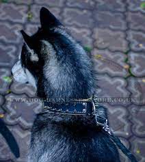 Almost any collar can be used with a puppy. Best Collar For Walking A Husky 90 00