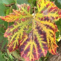 Image result for Pseudopeziza tracheiphila