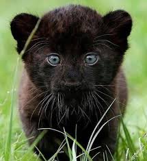 Select from premium black panther animal of the highest quality. Black Panther Cubs For Sale Best 1 Exotic Pets For Sale