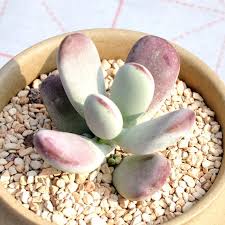 Image result for Cotyledon orbiculata