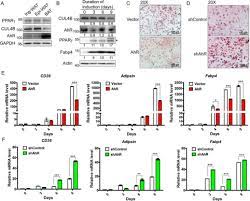 Check spelling or type a new query. Aryl Hydrocarbon Receptor Ahr Regulates Adipocyte Differentiation By Assembling Crl4b Ubiquitin Ligase To Target Pparg For Proteasomal Degradation Journal Of Biological Chemistry