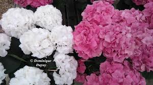 Dernière mise à jour : Les Jardins De Sologne A Saint Denis En Val 45560 Rue Bailly Groslot Adresse Horaires Telephone 118000 Fr