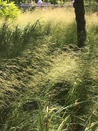 Image result for Deschampsia