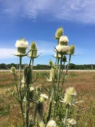 Image result for Dipsacus pinnatifidus
