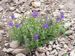 Image result for Scutellaria schweinfurthii